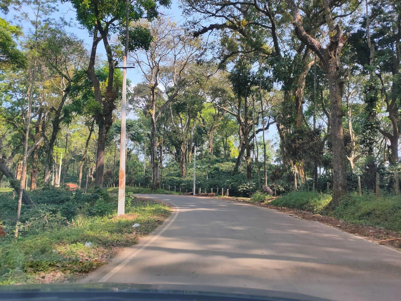 A coffee estate in the Western Ghats — Gabgal, Karnataka